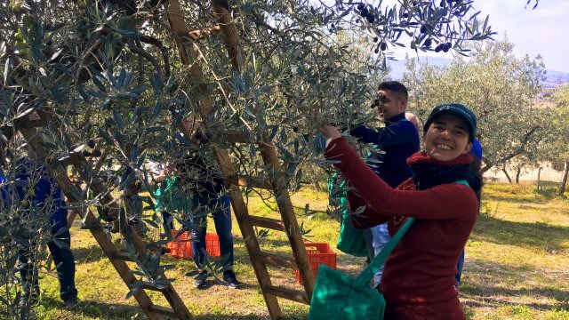 Harvesting umbrian olives from an orchard with a family run mill